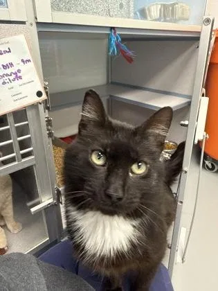 Humphrey thumbnail 2