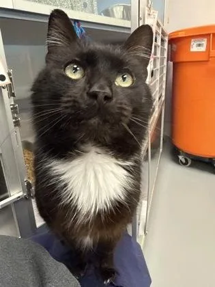 Humphrey thumbnail 3