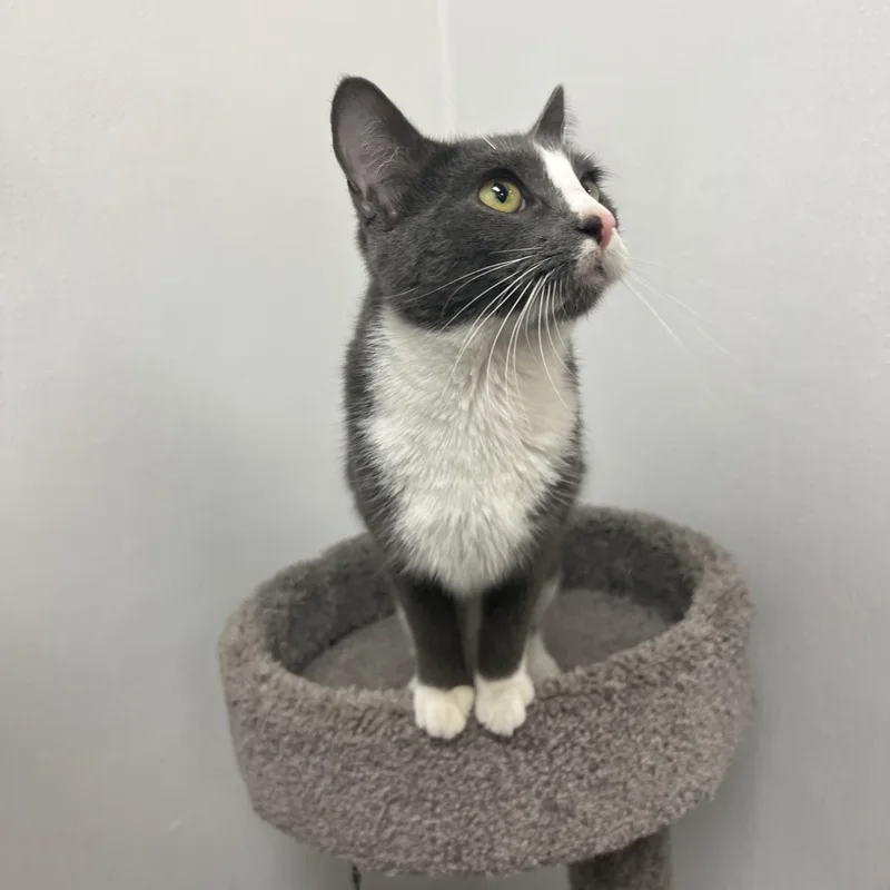 Jessie Cat thumbnail 2