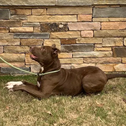 Brooklyn thumbnail 6