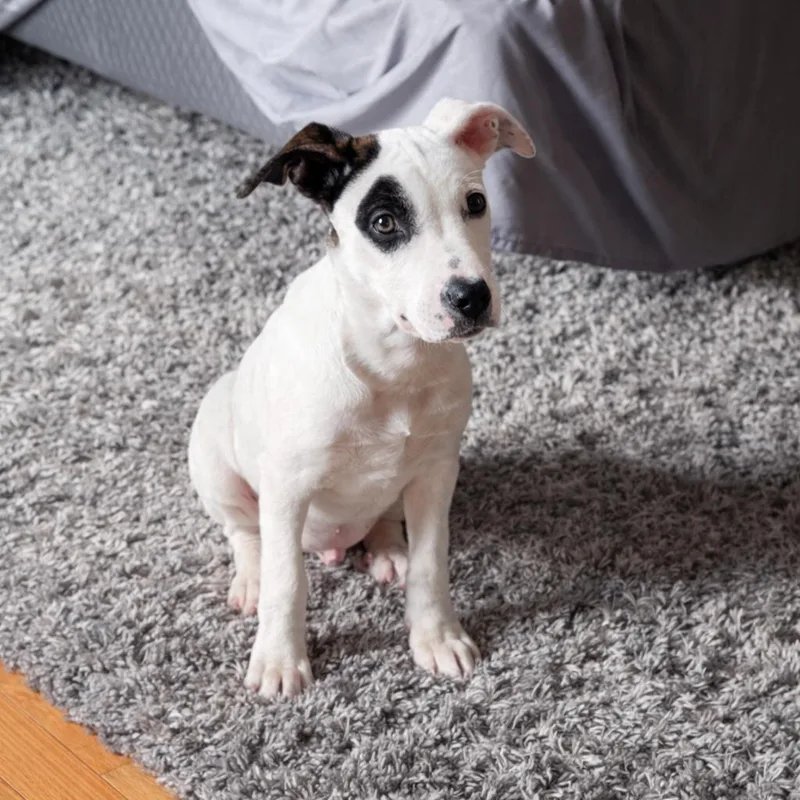 French Fries thumbnail 2