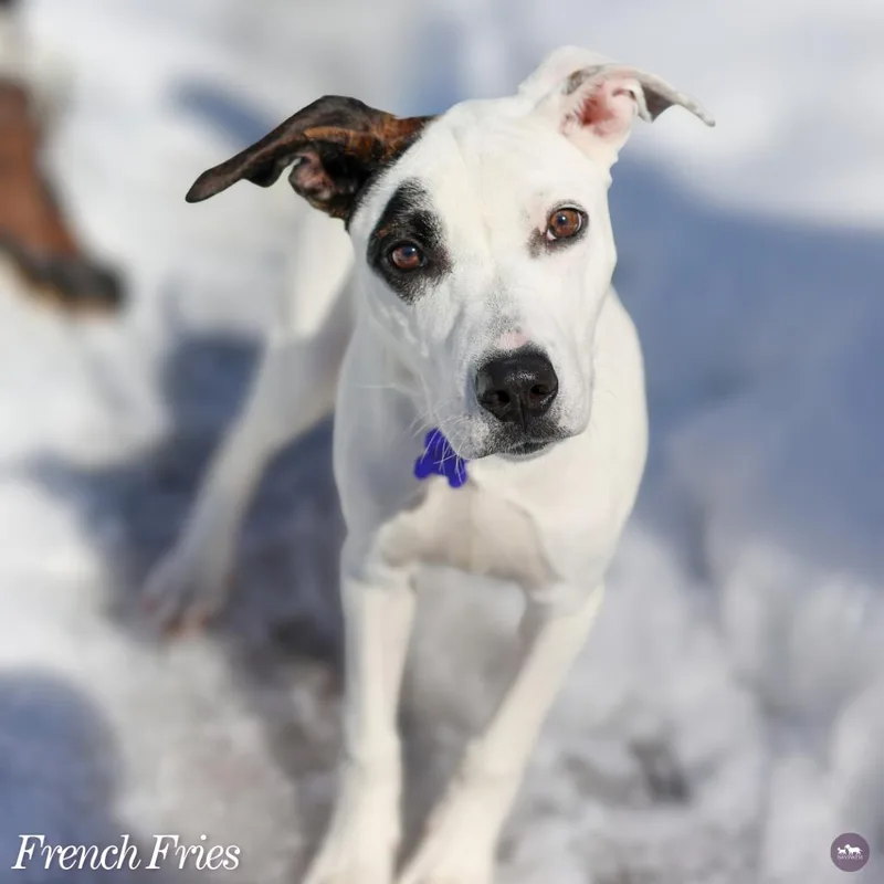 French Fries thumbnail 3