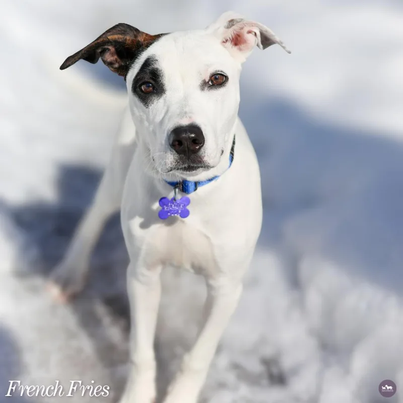 French Fries thumbnail 4