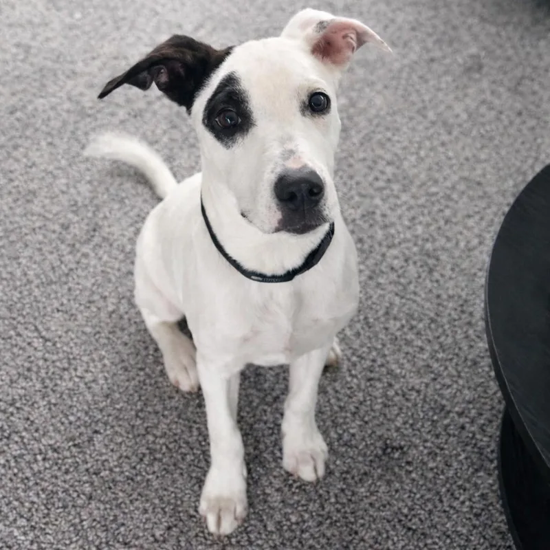 French Fries thumbnail 5