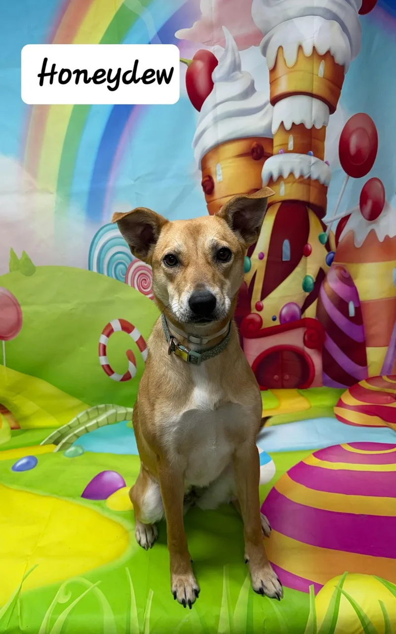 Honeydew thumbnail 2