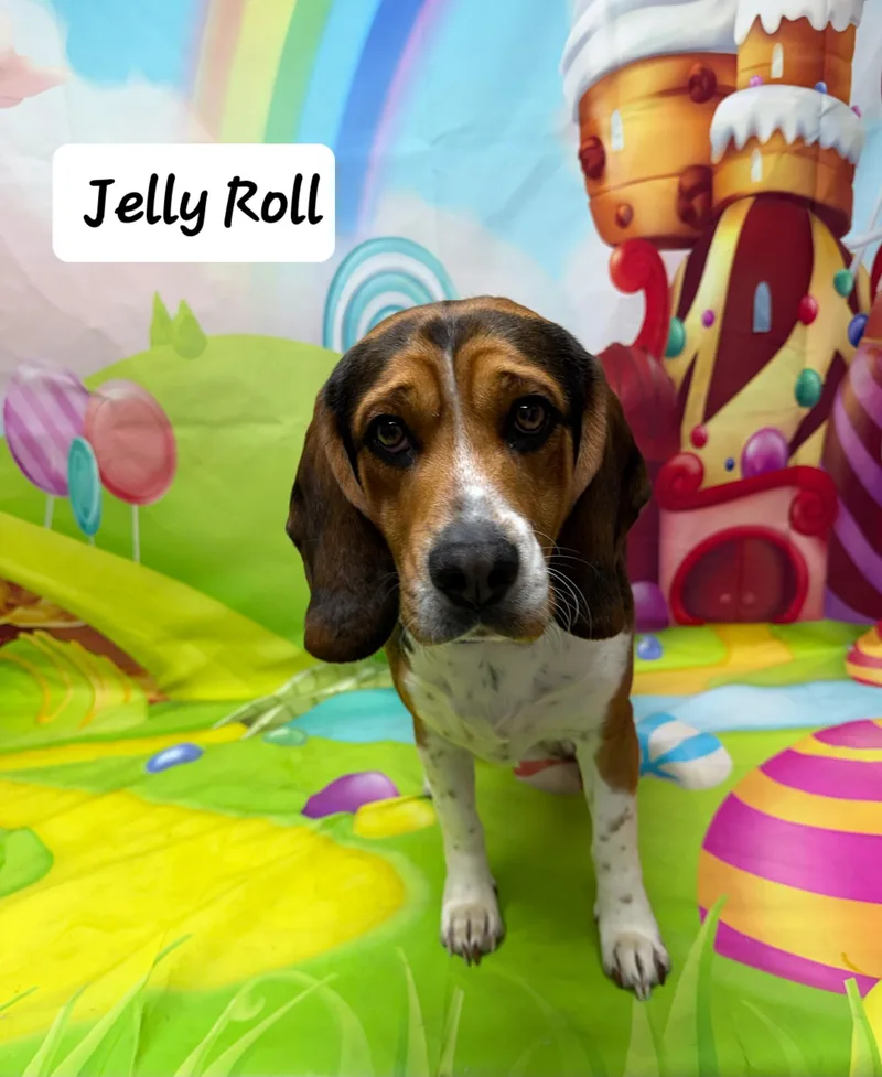 Jelly Roll