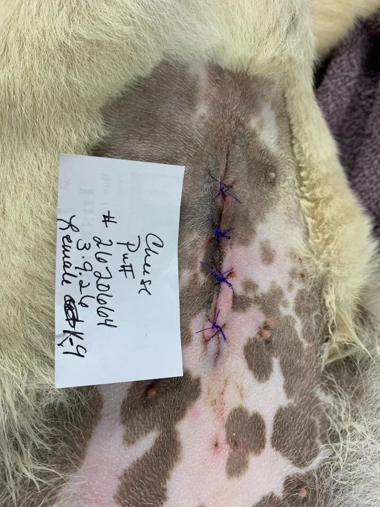 Cheese Puff thumbnail 2