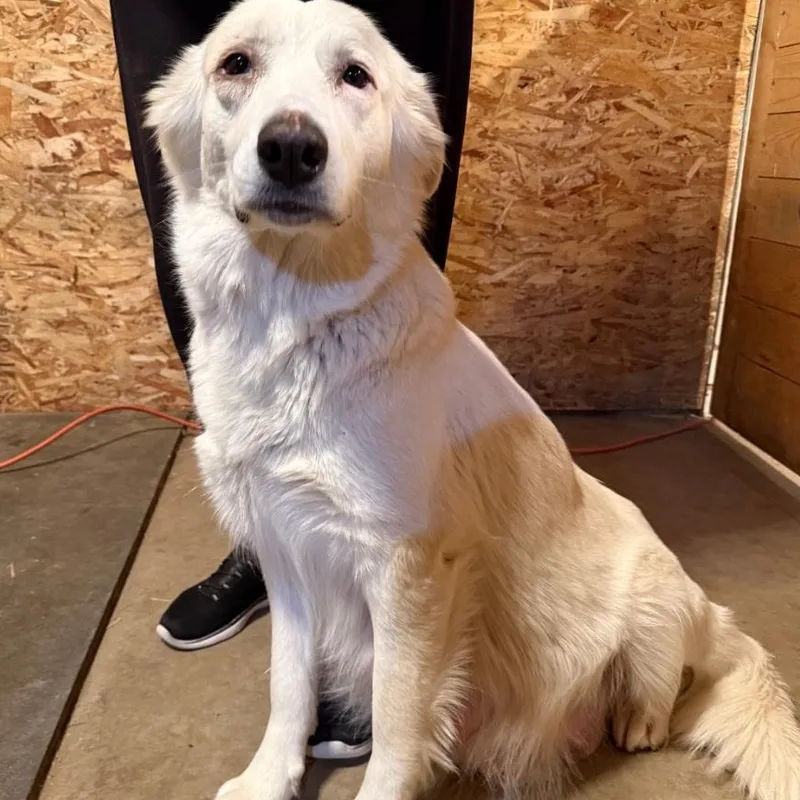 Sherbert thumbnail 2