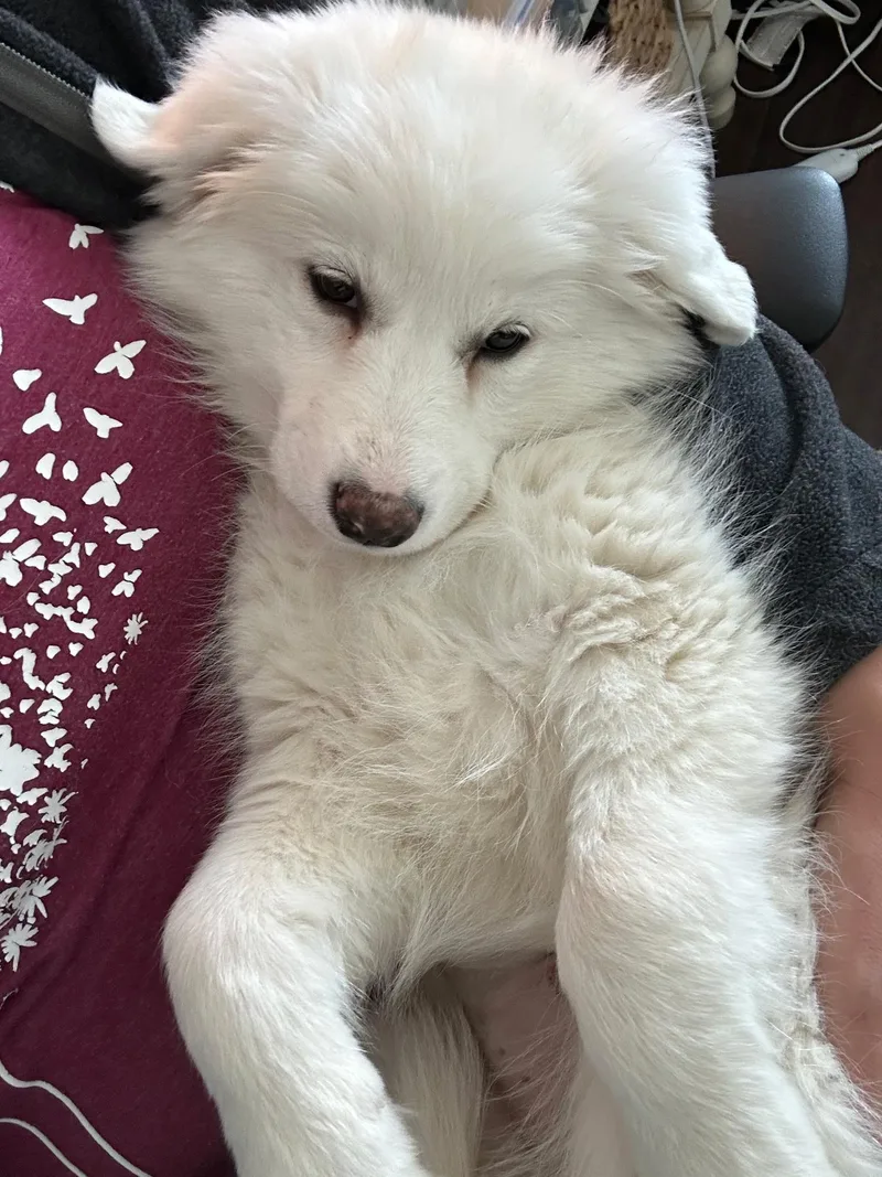 Sherbert thumbnail 3