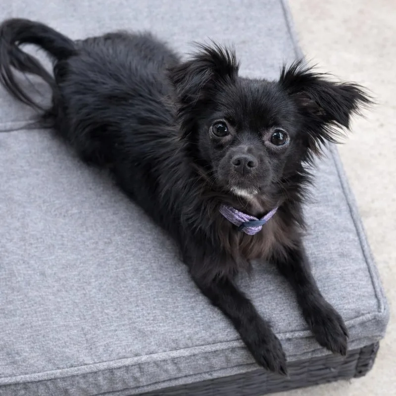 Persephone thumbnail 2