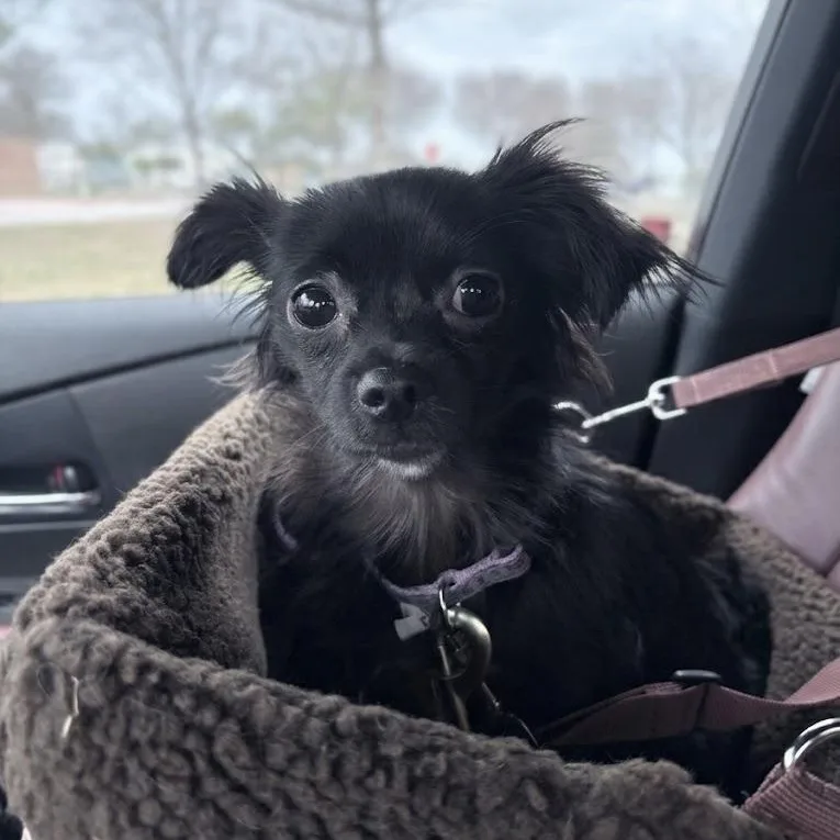 Persephone thumbnail 3