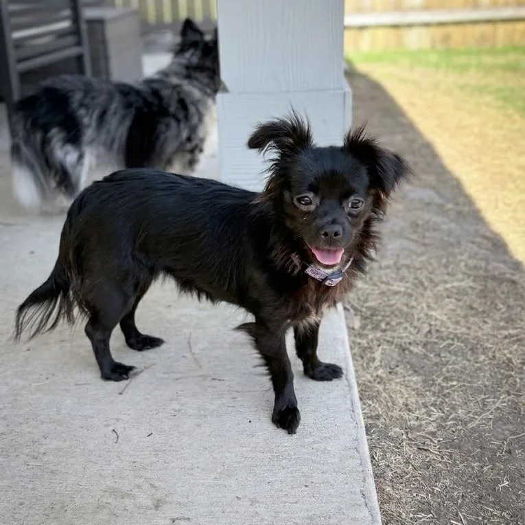 Persephone thumbnail 4