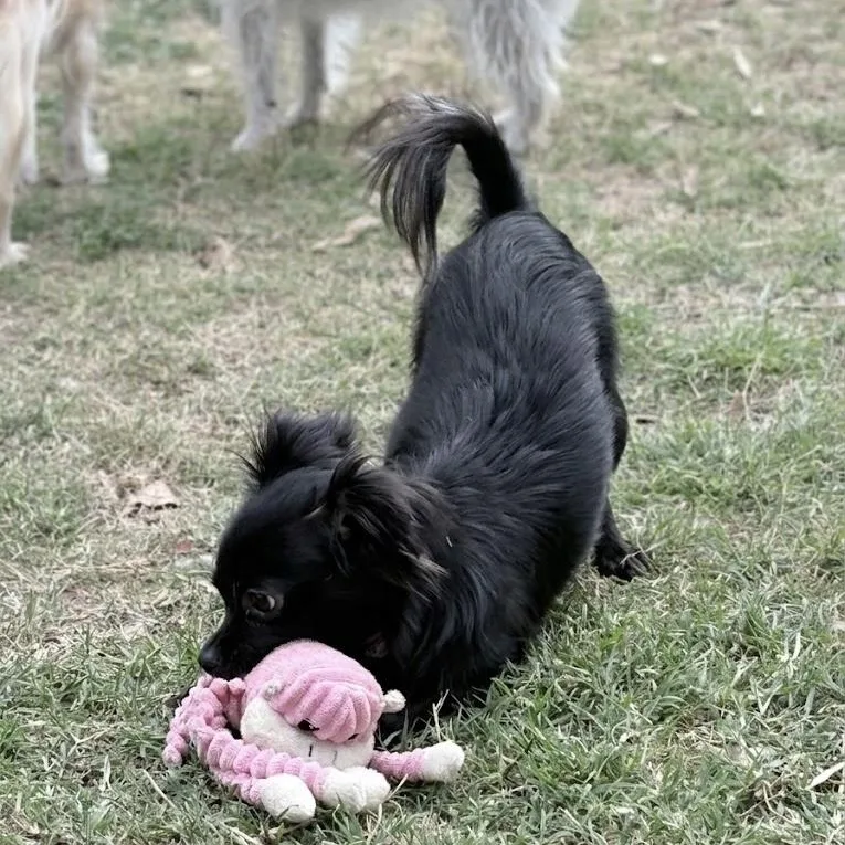 Persephone thumbnail 5