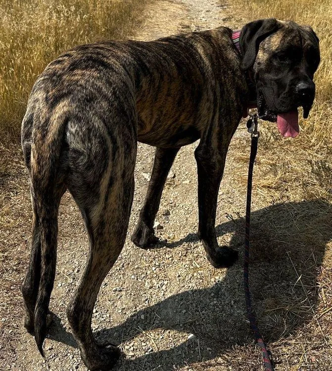 Tallulah thumbnail 2