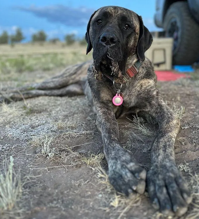 Tallulah thumbnail 3