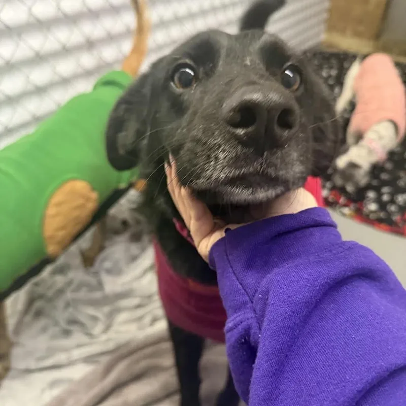 Rintintin thumbnail 2