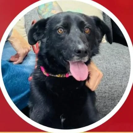 Rintintin thumbnail 3