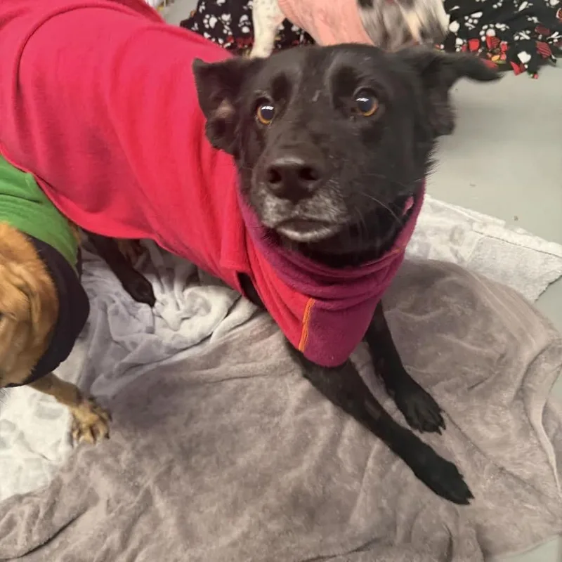 Rintintin thumbnail 4