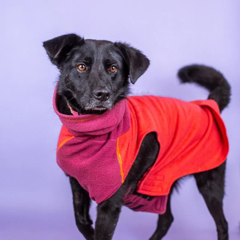 Rintintin thumbnail 6