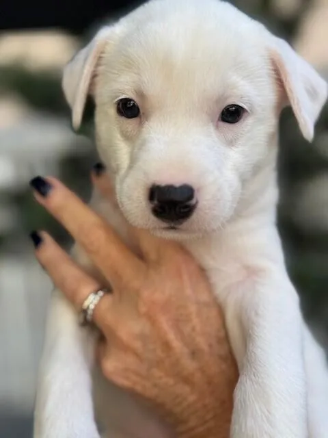 Peppermint Patty thumbnail 2