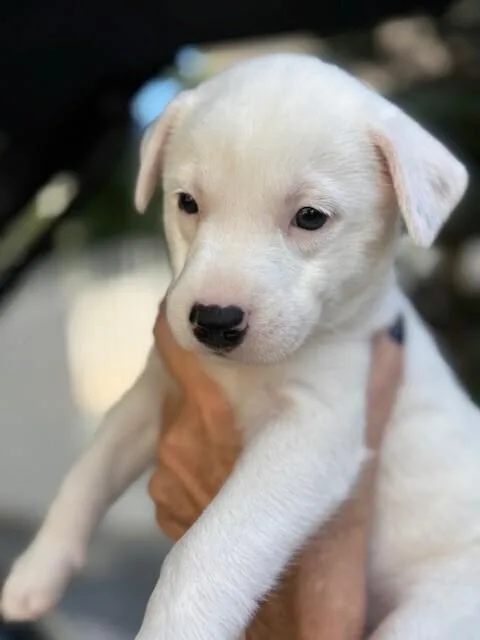 Peppermint Patty thumbnail 4