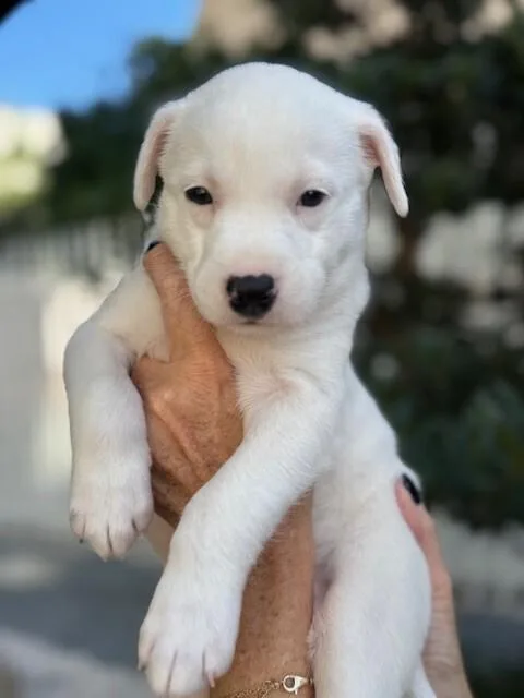 Peppermint Patty thumbnail 5