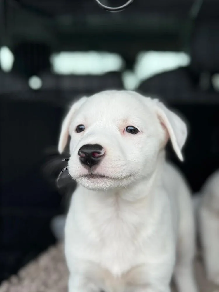 Peppermint Patty thumbnail 6