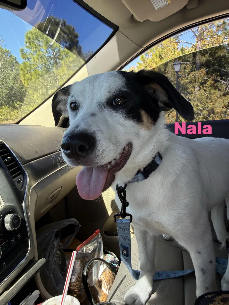 Nala thumbnail 5