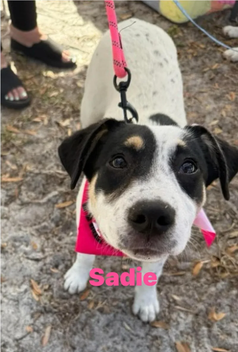 Sadie thumbnail 2