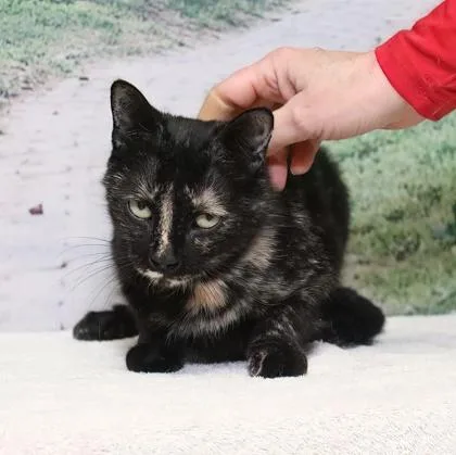 Midnights thumbnail 2