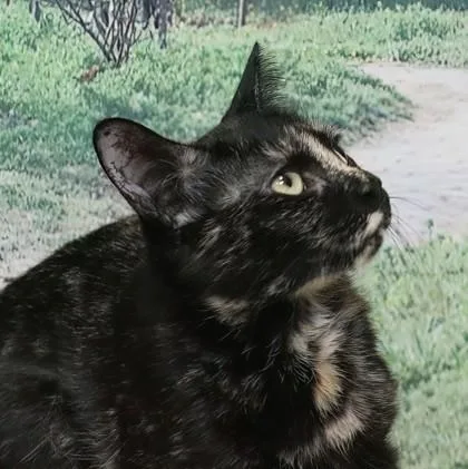 Midnights thumbnail 3