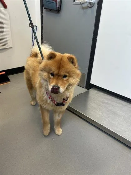An adult medium-sized female Chow Chow dog named Celine for adoption in West Chester, PA
