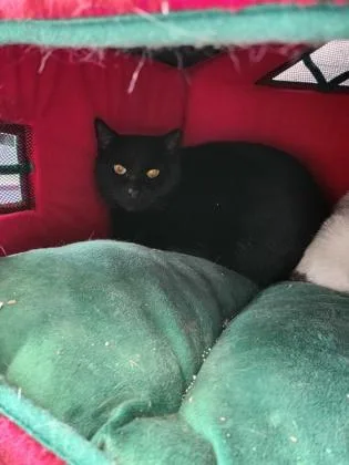 Charcoal thumbnail 2