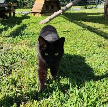 Charcoal thumbnail 3