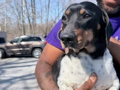 Oreo  Doxie thumbnail 2