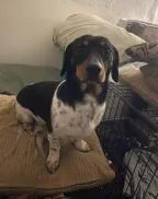 Oreo  Doxie thumbnail 3