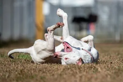 Nova Fka Tina Terrier thumbnail 2