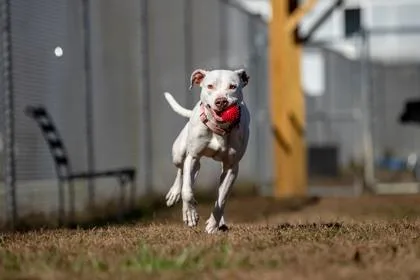 Nova Fka Tina Terrier thumbnail 3