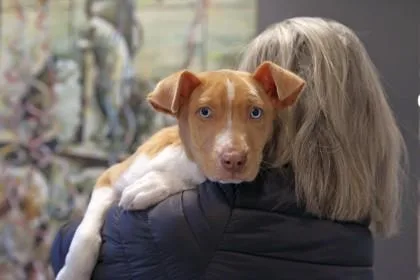 The Golden Ratio thumbnail 2