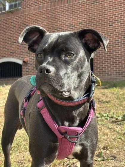 Éire Fka Strawberry thumbnail 2