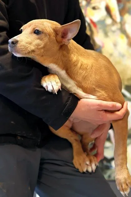 Fantasia thumbnail 2