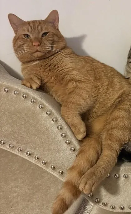 Garfield thumbnail 3