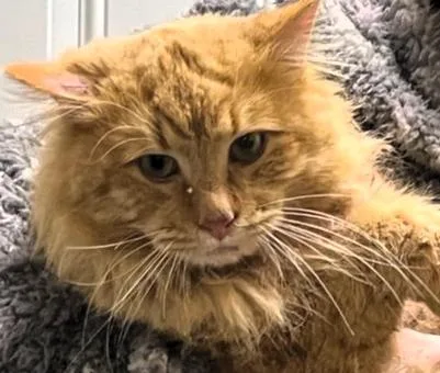 Honey Do thumbnail 2