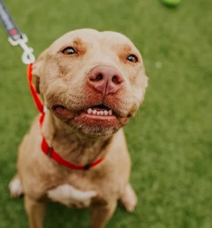 Princess Leia thumbnail 2