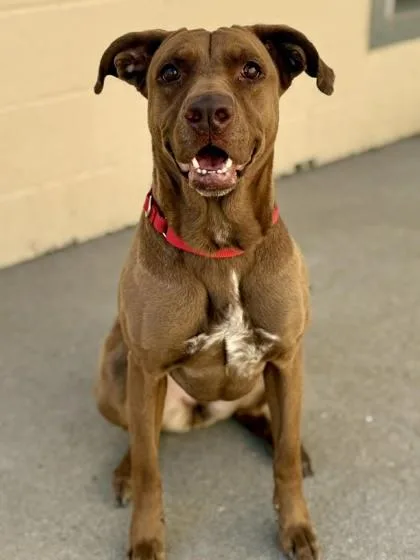 Reindeer thumbnail 2