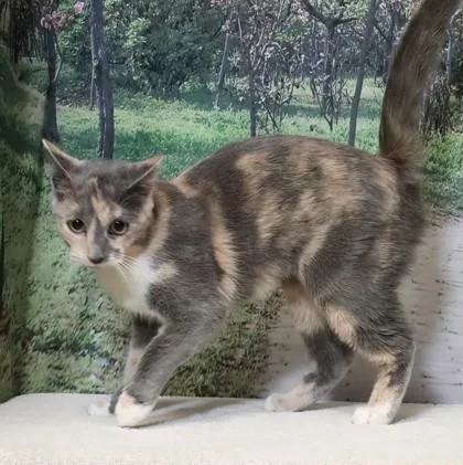 Dreamdoll thumbnail 2