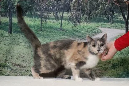 Dreamdoll thumbnail 3