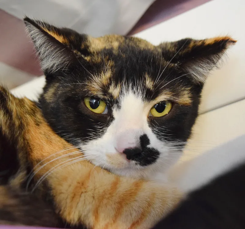 Cutie Pie thumbnail 3