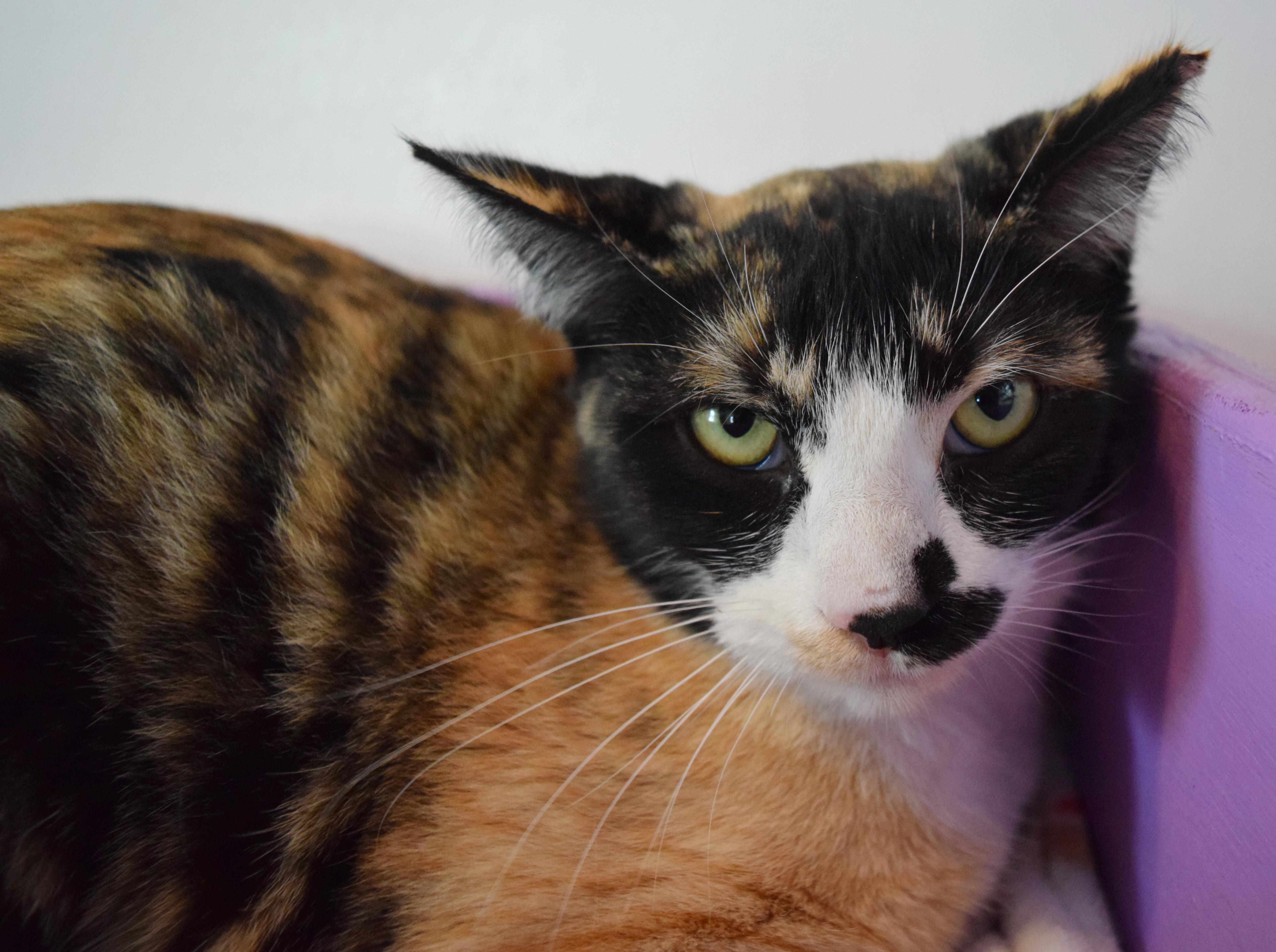 Cutie Pie thumbnail 4