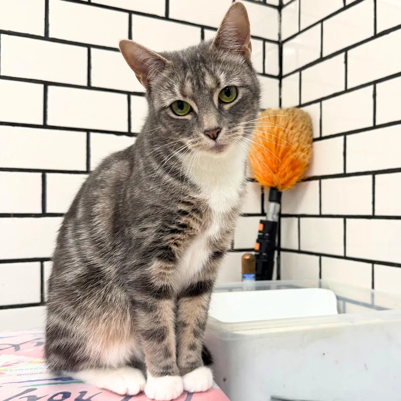 Margherita thumbnail 2